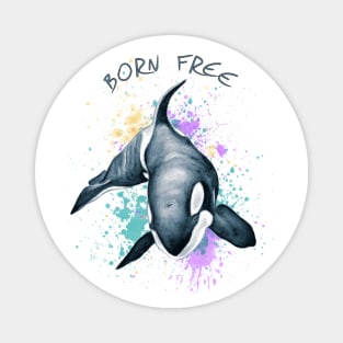 Orca Whale Born Free Keiko Art Magnet